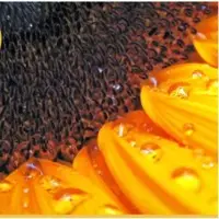 Safflower Seeds