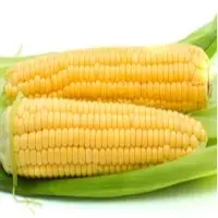 Organic Corn