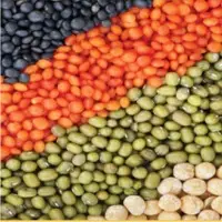 Organic Lentils