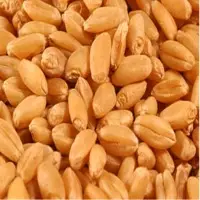 Organic Wheat