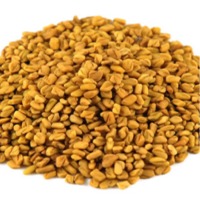 Sorghum