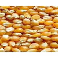 Organic Corn