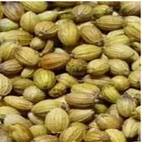 Organic Coriander Seeds