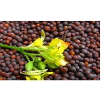 Non GMO Organic Mustard Seed