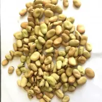 Faba Beans