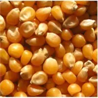 Yellow corn