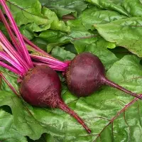 Fresh Beetroot