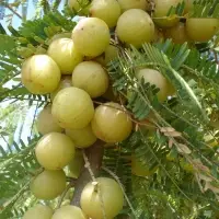 Amla