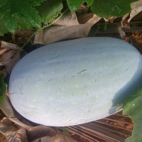 Pumkin White
