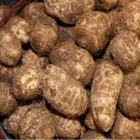 Arbi Root