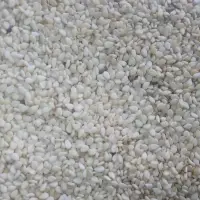 Sesame Seed