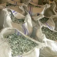 Raw Cashew Nuts In Shell