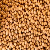 Soybean