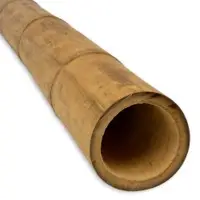 Bamboo