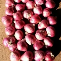 Podisu Shallot Onion