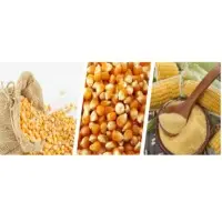 Corn