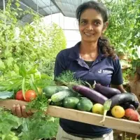 Fresh Vegetable