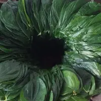 Betel Leaf