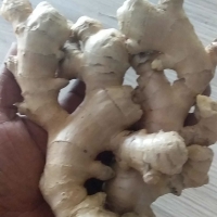 Fresh Ginger