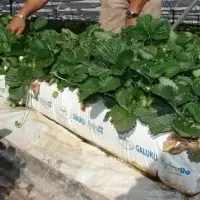 GB-C1810 Grow Bag