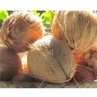 Husked Coconut