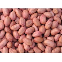 Groundnut Seeds