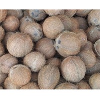 Dehusked Coconuts