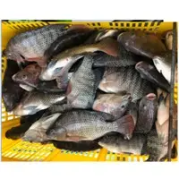 Fresh /Frozen Tilapia Fish Whole Round