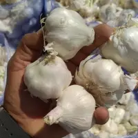 White Garlic