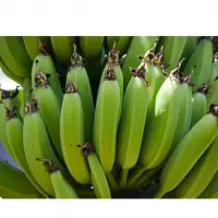 Bananas