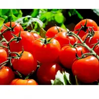 Tomatoes
