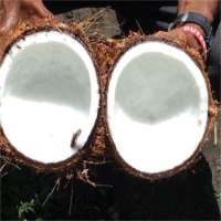 Fresh Coconut