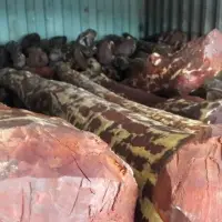 Red Sandalwood Logs