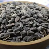 Big Size Sunflower Seeds