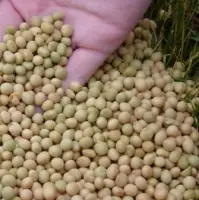 High Protein Soybean
