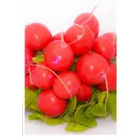 Radish