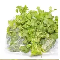 Coriander