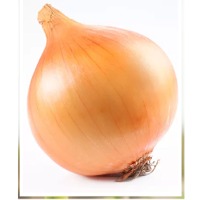 Dry Onion