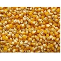 Maize