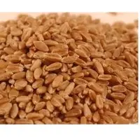 Wheat