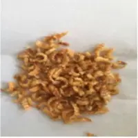 Dried Shrimp