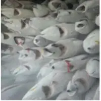 Frozen Tuna Fish