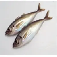 Frozen Horse Mackerel
