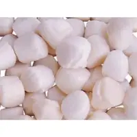 Frozen Scallops