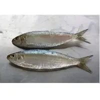Frozen Sardine Fish