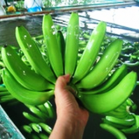 Cavendish Banana