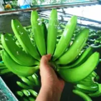 Cavendish Banana