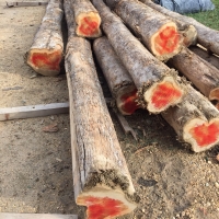 Teak Wood