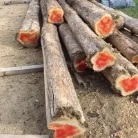 Teak Wood