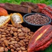 Cocoa Beans